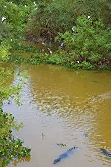 Caimans: Great Egrets - with Snowy Egrets and Anhingas perched