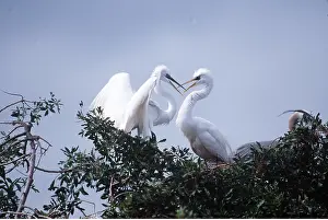 Egret: GREAT EGRETS - x two, beaks crossed