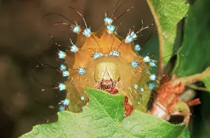 Emperors: Great Emperor MOTH - caterpillar / larvae
