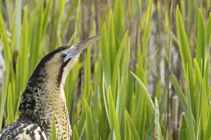 Bittern: Great or Eurasian bittern (Botaurus stellaris) adult bird head portrait
