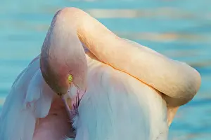 Cleanse: Great Flamingo (Phoenicopterus roseus) grooming