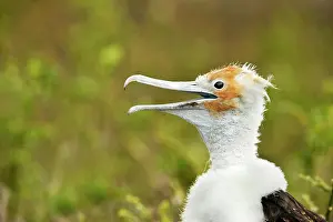 Fluff: Great Fregate Bird