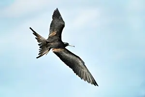 Frigate: Great Fregate Bird