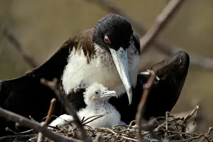 Fluff: Great Fregate Bird