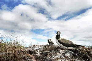 Nestling: Great Fregate Bird