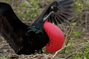 Frigate: Great Frigate Bird courtship display