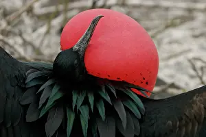 Frigate: Great Frigate Bird, Courtship Display
