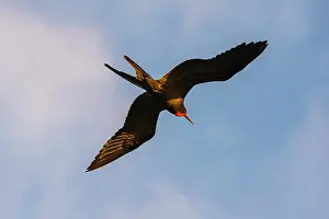 Minor: Great Frigate bird (Fregata minor ridgwayi), South
