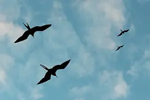 Minor: Great Frigate birds (Fregata minor ridgwayi), South