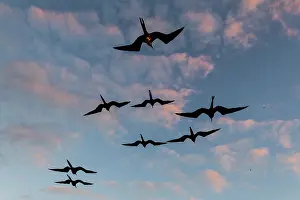 Minor: Great Frigate birds (Fregata minor ridgwayi), South