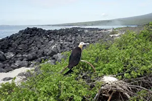 Frigatebirds: Great Frigatebird