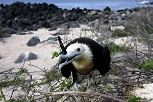 Frigatebirds: Great Frigatebird