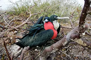 Frigatebirds: Great Frigatebird