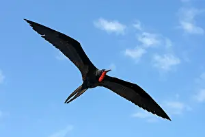 Fregata: Great Frigatebird