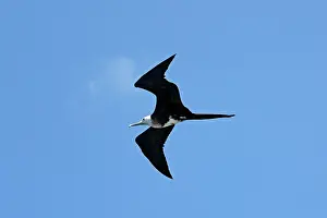 Fregata: Great Frigatebird