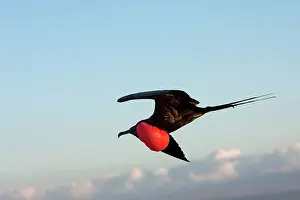 Fregata: Great Frigatebird