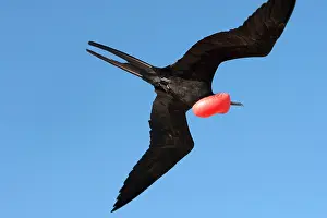Fregata: Great Frigatebird