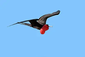 Fregata: Great Frigatebird