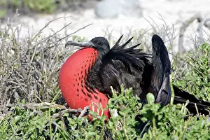 Fregata: Great Frigatebird