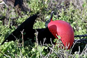 Fregata: Great Frigatebird