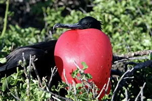 Fregata: Great Frigatebird