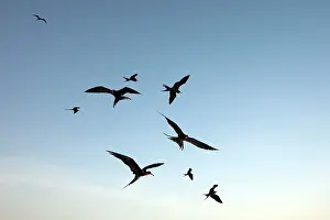 Fregata: Great Frigatebird