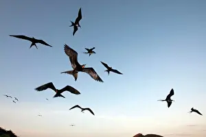 Fregata: Great Frigatebird