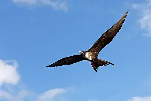 Fregata: Great Frigatebird