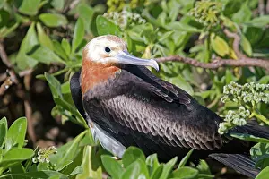 Fregata: Great Frigatebird