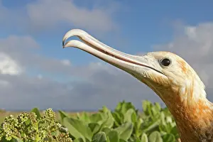 Fregata: Great Frigatebird