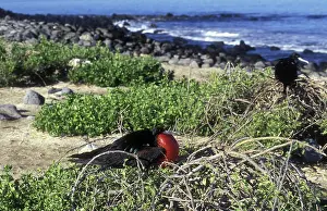 Fregata: Great Frigatebird