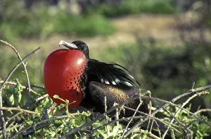 Fregata: Great Frigatebird