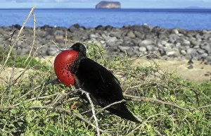 Fregata: Great Frigatebird