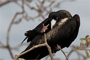 Seymour: Great Frigatebird - An adult female head scratching