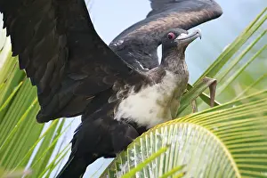 Frigatebirds: Great Frigatebird adult female - with wings outstretched