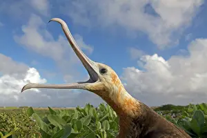 Fregata: Great Frigatebird - calling