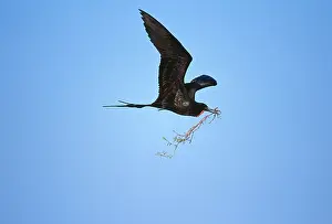 Frigatebird: Great Frigatebird - carrying nesting material