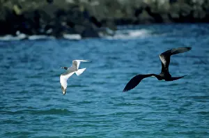 Furcatus: Great Frigatebird - chasing Swallowtail Gull (Larus