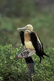 Fregata: Great Frigatebird chick perched on sign