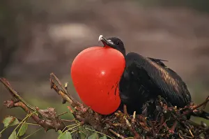 Fregata: Great Frigatebird courtship display