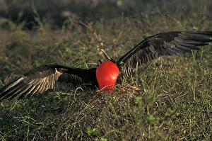 Fregata: Great Frigatebird courtship display