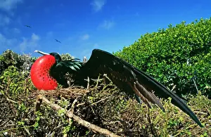 Frigatebirds: Great Frigatebird - displaying