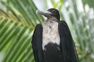Frigatebirds: Great Frigatebird - female