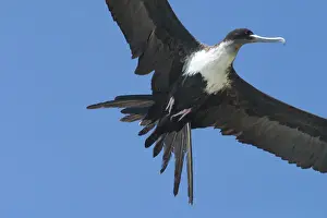 Frigatebirds: Great Frigatebird - Female in flight