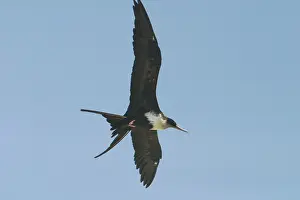 Frigatebirds: Great Frigatebird - female in flight