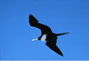 Frigatebirds: GREAT FRIGATEBIRD - female in flight