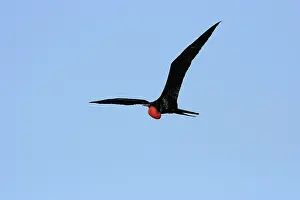 Frigatebirds: Great Frigatebird - in flight