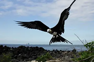 Frigatebirds: Great Frigatebird - in flight