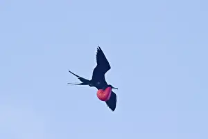 Inflated: Great frigatebird in flight