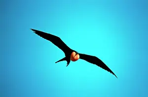 Frigatebirds: Great Frigatebird - in flight, inflated throat pouch